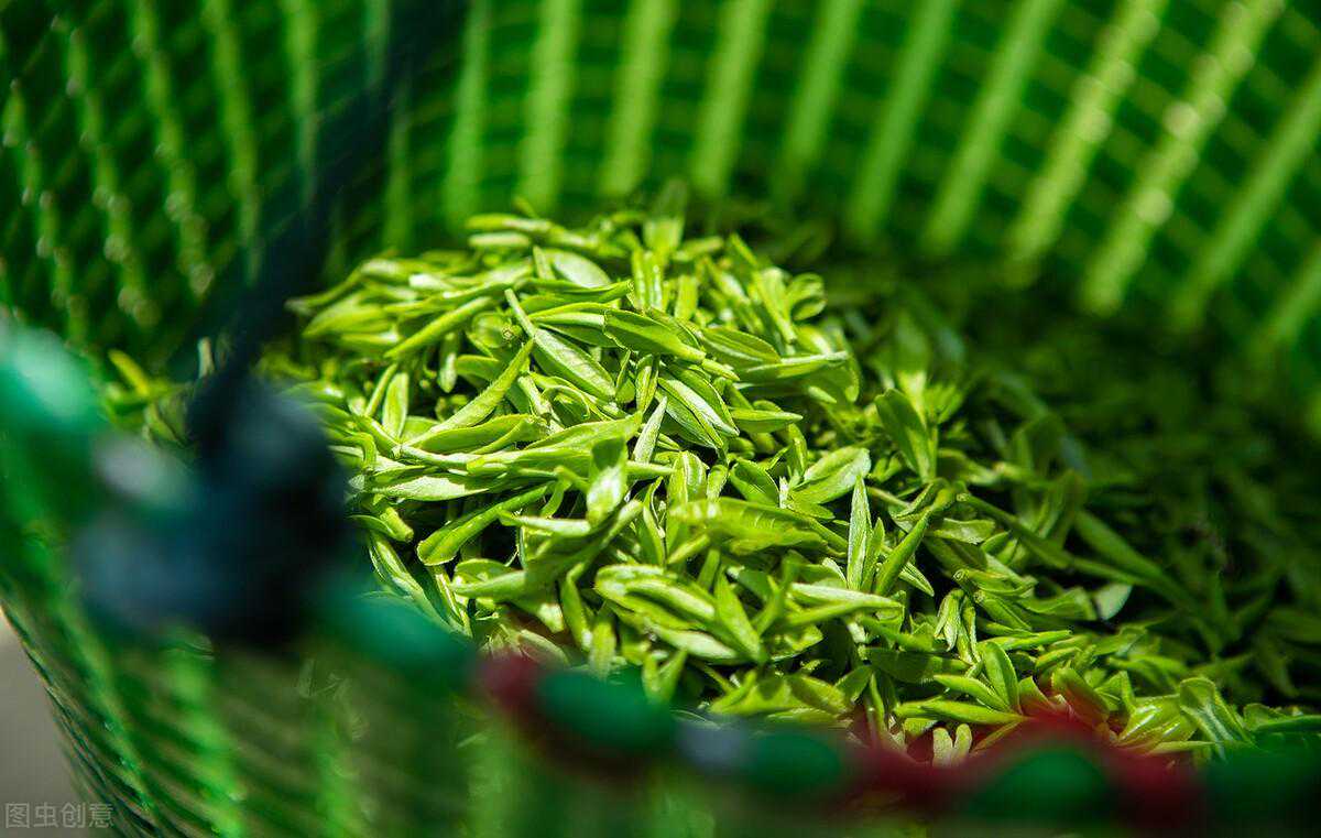 川茶雀舌谁称雄？竹叶青与天府龙芽对冲评测，谁的口感更好？