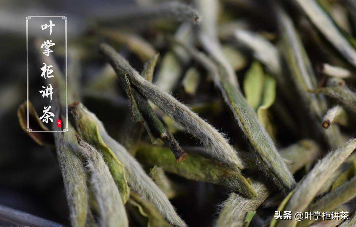 白毫银针是什么茶、产地、如何冲泡、为什么白毫银针这么贵呢