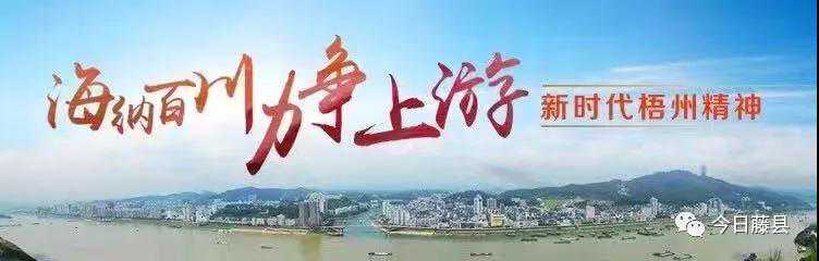 一片茶叶富了一个村庄丨藤县岭景镇福鼎茶叶产业示范区见闻