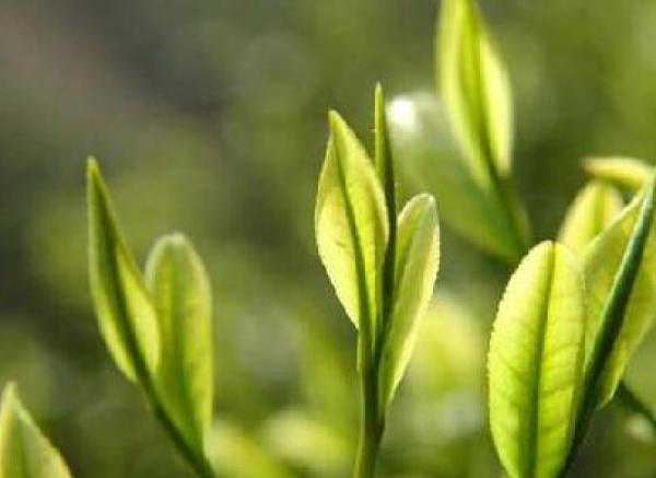 北宋名门吕氏墓系列 ⑤：茶具里的煮茶点茶散茶，到末茶终结