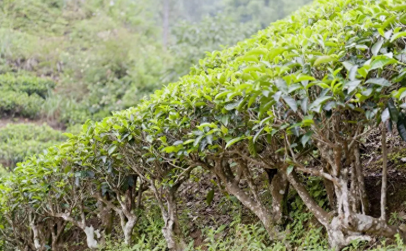 小科普（三） | 台地茶、小树茶、古树茶有什么区别
