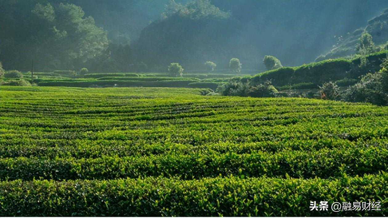茶市快销茶上线，五大名茶免费铺货