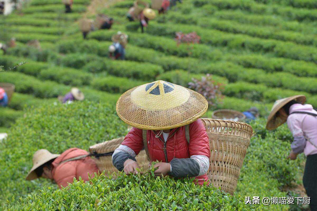 春茶、夏茶、秋茶、冬茶有啥区别？“贵如金”指哪种茶？涨知识了